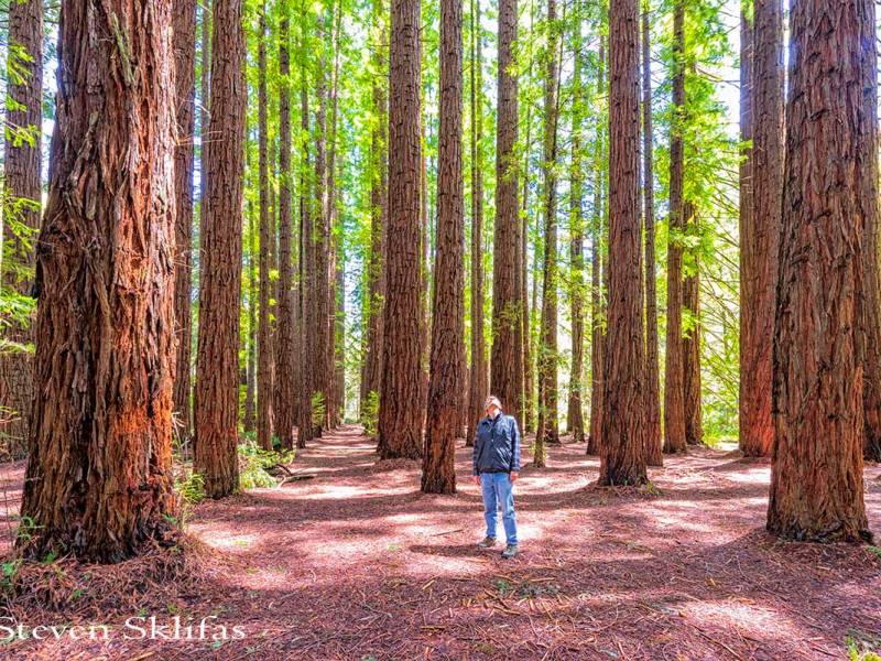 California Redwoods, Giants from a Lost World – Warbuton Australia.